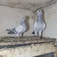 سلام خدمت دوستان