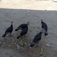 بوقلیمو
