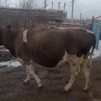 گاو آبستن سیمنتال|حیوانات مزرعه|ورزقان, |دیوار