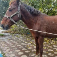 ۲۷ ملیون|اسب و تجهیزات اسبسواری|چاف و چمخاله, |دیوار