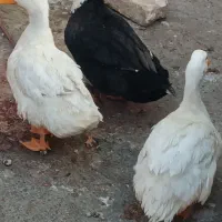 اردک