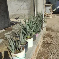 گل آلورا|گل و گیاه طبیعی|محمدیه-قزوین, |دیوار