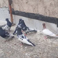 کبوتر کله سیاه بهبهانی نروماده|پرنده|شیراز, دارالرحمه|دیوار