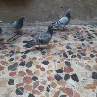 چهار کبوتر سه عدد پلاکی ویک شهری|پرنده|شیراز, دلجو|دیوار
