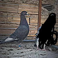 نر قره چاپی