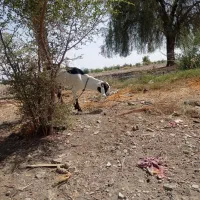 بوز چاق|حیوانات مزرعه|قلعه گنج, |دیوار