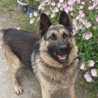 سگ ژرمن عالی