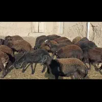 بره افشار نروماده|حیوانات مزرعه|بجنورد, |دیوار