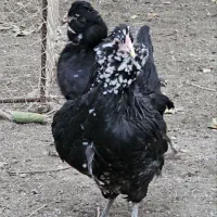 فروش تخم مرغ گلین و جوجه تمام فول در سنین مختلف|حیوانات مزرعه|زرند, |دیوار