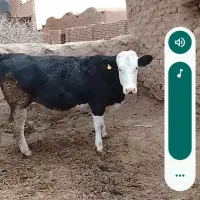 تلیسه شکم اول پنج روز به زایمان