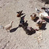 مرغ و جوجه