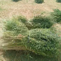 یونجه