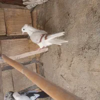 گردای|پرنده|بروجرد, |دیوار