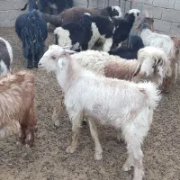 کهره نر و ماده درجه یک