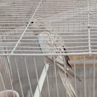 پرنده
