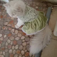 حیوانات خانگی گربه پرشین