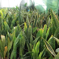 فروش گل و گیاه زینتی|گل و گیاه طبیعی|قدس, شهرقدس|دیوار