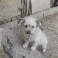 سگ پا کوتاه شپرز|سگ|گلبهار, شهر جدید گلبهار|دیوار