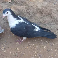 کبوتر فروشی