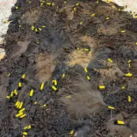 خریدار مو بدون واسطه