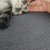 واگذاری گربه مادر و بچه|گربه|خرم‌آباد, |دیوار