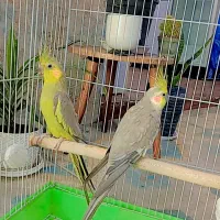 عروس هلندی با قفس|پرنده|آبپخش, |دیوار