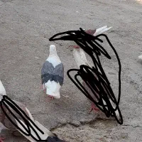 یه جفت دوکت|پرنده|دره شهر, |دیوار