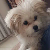 واگذاری سگ پامر