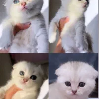 اسکاتیش سیلور