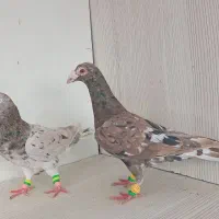 سار سرور شکلاتی