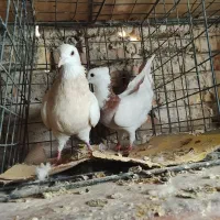 کفتر طوقی و پلاکی وشهرستانی