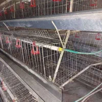 قفس مرغ منبری