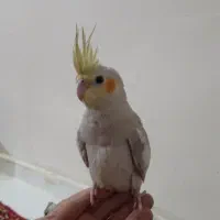 پرنده|پرنده|بندر امام خمینی, |دیوار