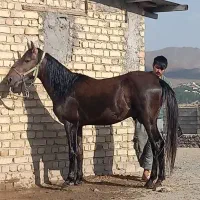 فروش کره اسب کرد نریان|اسب و تجهیزات اسبسواری|خوانسار, |دیوار