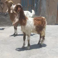 کولار پاکستانی شکم اول کهره نر تالی گوش بلند پاشه