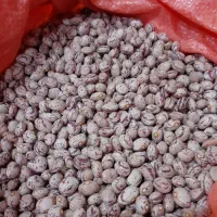 لوبیا چیتی خمین فقط فقط 315هزار تومان