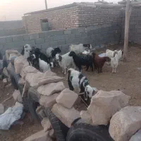 ۸راس بززاییده