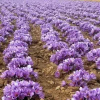 پیاز زعفران|گل و گیاه طبیعی|تربت‌حیدریه, آبشار|دیوار