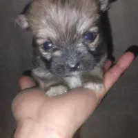 واگذاری توله سگ