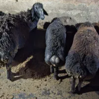 بره افشار|حیوانات مزرعه|دهگلان, |دیوار