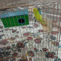 مرغ عشق گمشده در دهگلان|پرنده|دهگلان, |دیوار