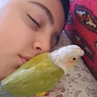 گرینچیک اهلی، سخنگو، با شناسنامه،نر و حلقه پا|پرنده|تبریز, |دیوار