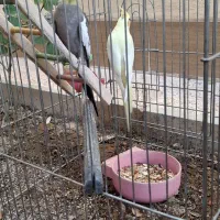 عروس هلندی نر و ماده ی سالم و تخمگذار