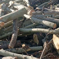 خ چوب  در محل