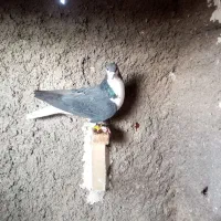 ساده المانی