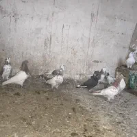 کبوتر