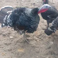 بوقلمون محلی نر