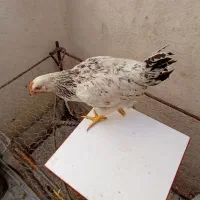 مرغ  وخرو