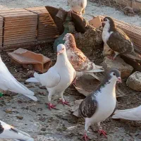 سالم|پرنده|مینودشت, |دیوار