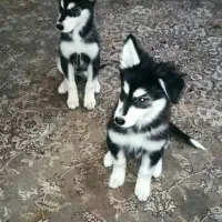 فروش توله سگ با اصل و نسب|سگ|شاهرود, |دیوار